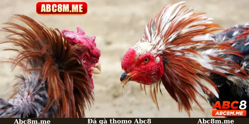 đá gà thomo Abc8 ảnh đại diện